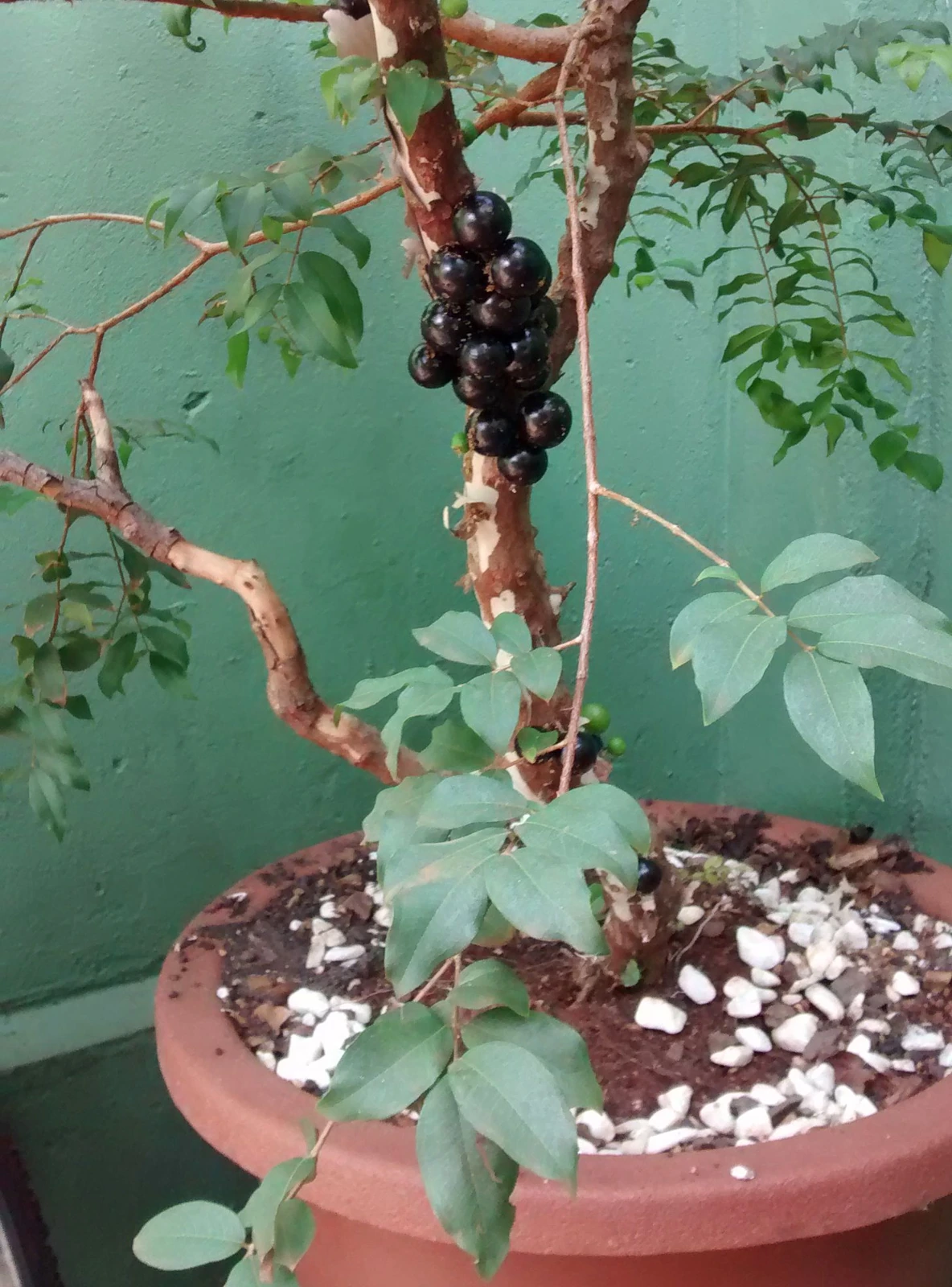 Foto real de uma jabuticabeira em vaso com jabuticabas maduras no tronco.